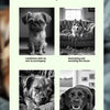 Interactive Sound Ball for Pets - Image 2